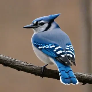 blue jay bird