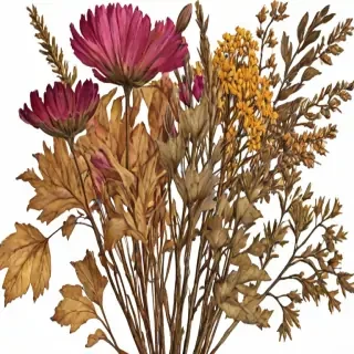 dried flowers png