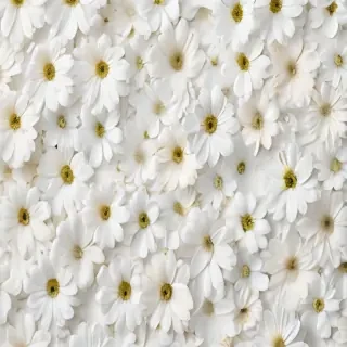 flower background white