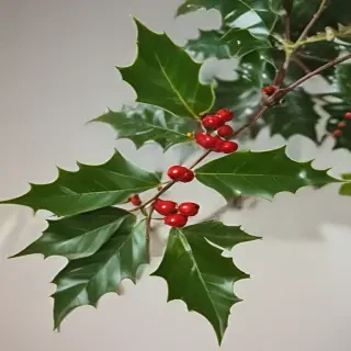 holly picture
