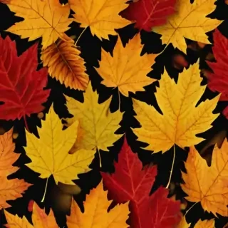 fall leaves png