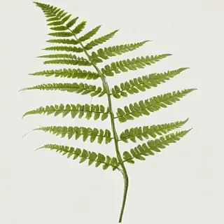 transparent fern png