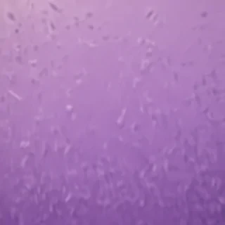 mauve background