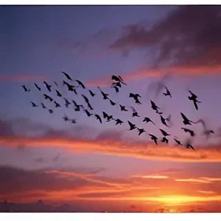 png birds flying