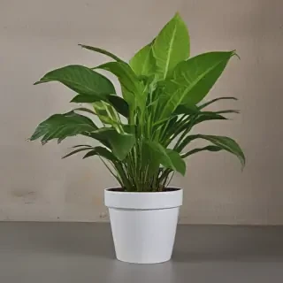 indoor plant png