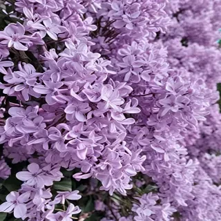 lilac aesthetic