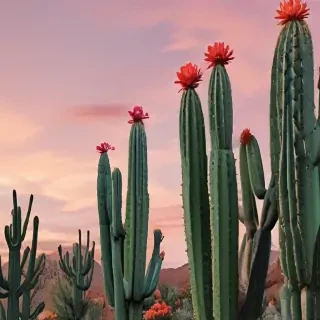 aesthetic cactus wallpaper