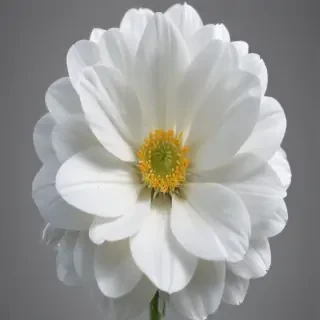 white flower transparent background