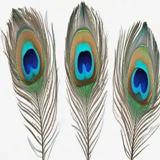 peacock feather png