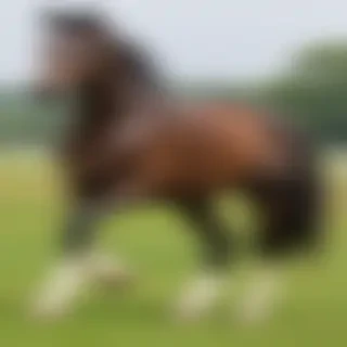 pictures of horses to draw