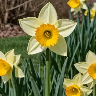 daffodil flower