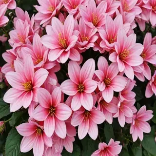 flower phone wallpaper