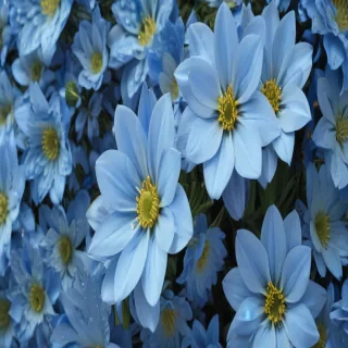 flower background blue