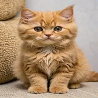 selkirk rex breed