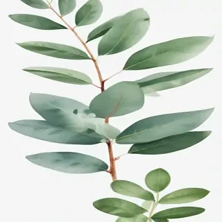 transparent eucalyptus clipart