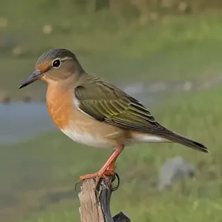 barbado da terceira