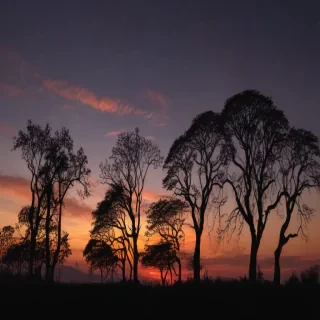 trees silhouette png