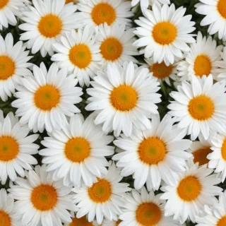 daisy background