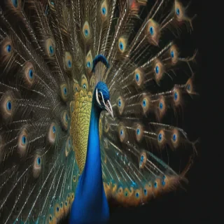 peacock png