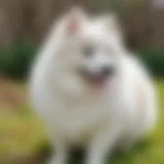 japanese spitz dog breed