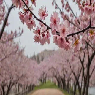 cherry blossom backround