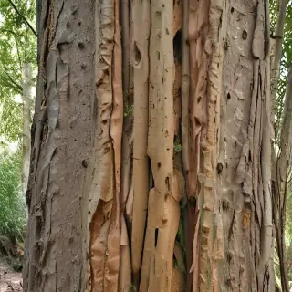 tree trunk tree