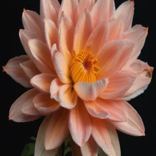 flower drawing aesthetic