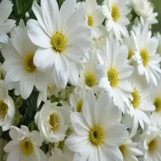 white flowers wallpaper iphone