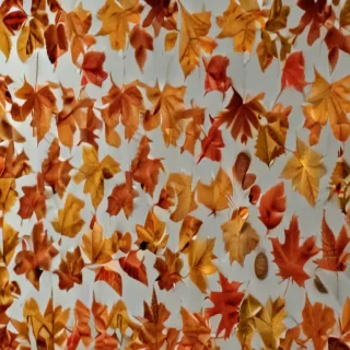 autumn leaves png
