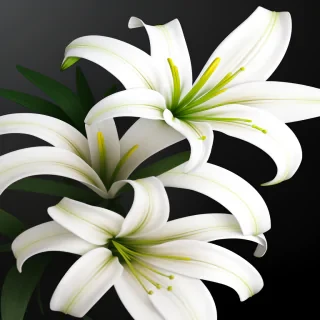lily flower png