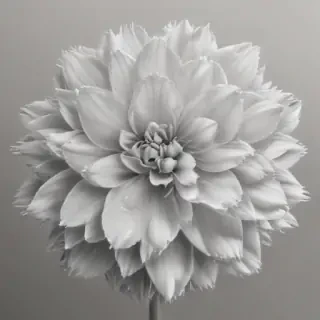 pencil drawn flowers