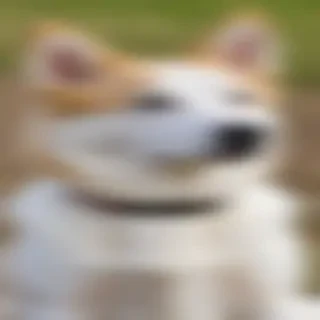canaan dog breed