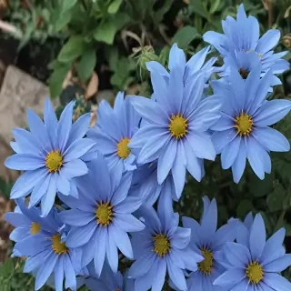blue flowers aesthetic