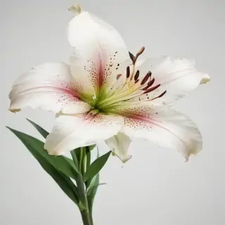 lily flower png