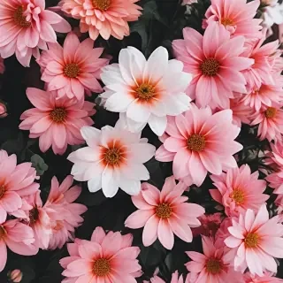 flowers aesthetic wallpaper