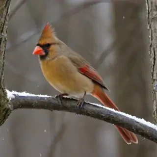 female cardinal