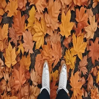 fall leaves aesthetic