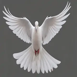 png dove