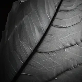 leaf in black and white
