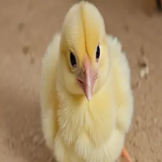 baby chicken