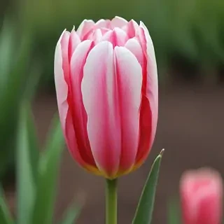 tulip flower