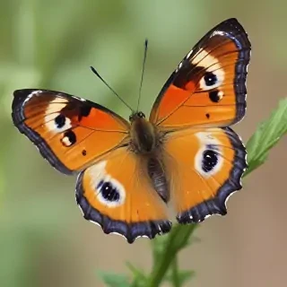 cute butterfly