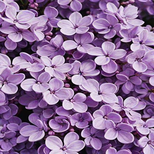 aesthetic lilac wallpaper