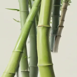 bamboo png