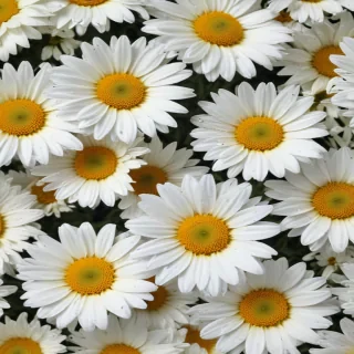 daisy desktop wallpaper
