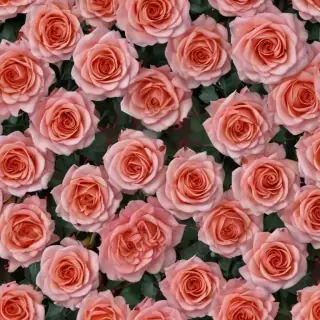 full screen rose wallpaper hd