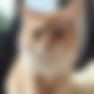 cute cat pictures aesthetic