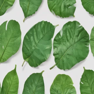 green leaf png