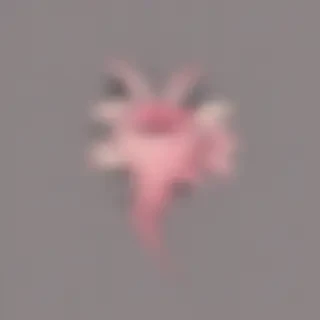 aesthetic png transparent