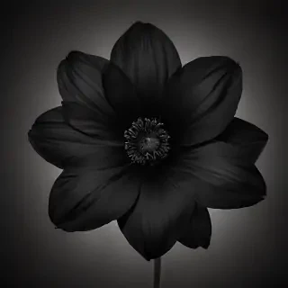black flower